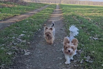 create unique german ugc content with dogs and cats