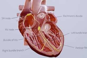 do medical animation video, anatomy animation surgery animation and modelling