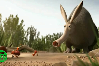 customize logo and slogan in funny ant video