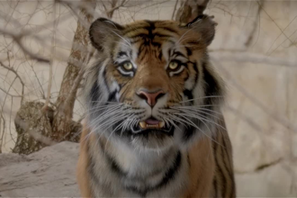 do cgi 3d animal animation, 3d animal rigging, fur xgen, vfx composting