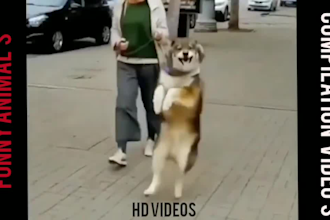 make funny cats and dogs videos compilation for youtube and facebook
