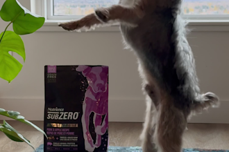 create ugc pet videos featuring my dog for brands