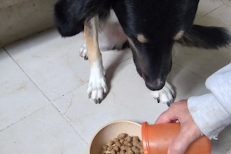 create dog ugc ads and product photos