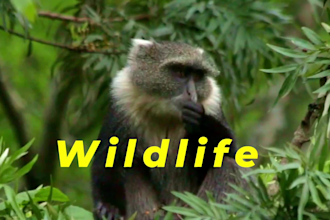 edit cinematic wildlife and jungle safari videos for youtube