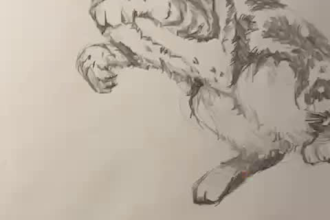 draw your very cute pet