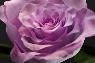 do 3d flower animation,flower animation,3d flower model,3d flower design