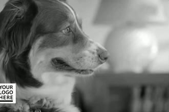 add logo and text in dreamer dog short video