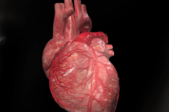 do 3d medical animation, 3d explainer bodies video animation, 3d animation