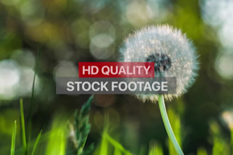 edit youtube cash cow, automation, top 10 video