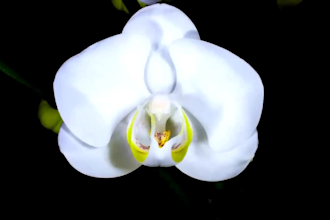 render 3d flower animation, 3d flower design, 3d flower model, 3d plant design