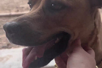 create engaging pet ugc videos for your brand or product