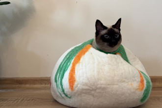 be your ugc cat model for your product or services photos and video