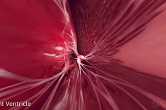 create a stunning 3d anatomy animations for medical training