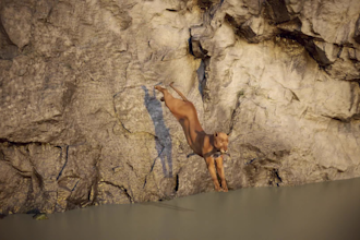 integrate realistic 3d animal animation, 3d animal rigging, 3d animal modelling