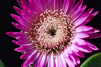 create 3d flower animation, 3d flower model, 3d plant design, 3d plant animation