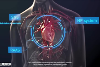 create accurate 3d cardiovascular surgery and heart anatomy animations