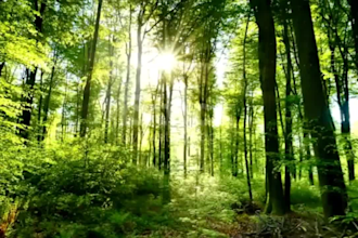 create meditation videos with nature sound and soft music