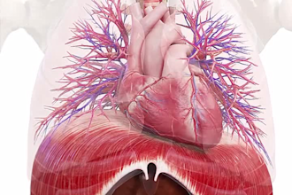 create a professional, high quality 3d medical animation, 3d animation, surgery