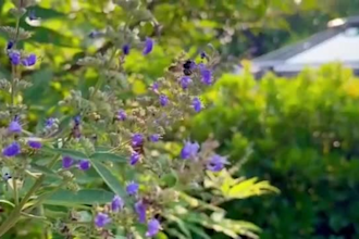 buy ghibli museum tickets studio ghibli museum ticket for and reservation