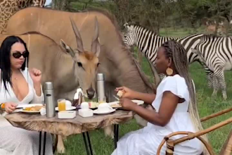 make a perfect  safari for you