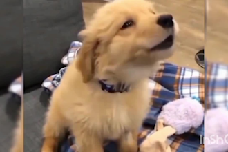 create a funny animals videos within 24 hours