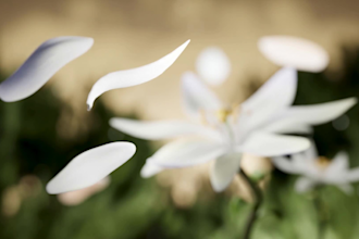 do 3d perfume animation, 3d perfume bottle, 3d product animation, 3d bottle, cgi