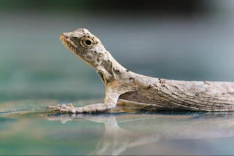 give you insects videos according to your requirements in HD