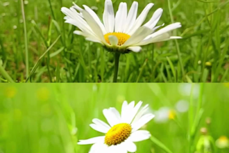 refine, enhance, and professionally edit your ai images