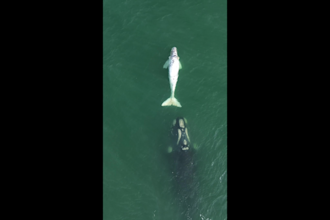 edit your drone videos with real nature sounds