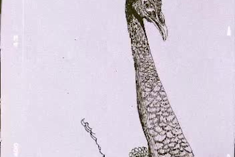 draw animal and plant illustration in pen