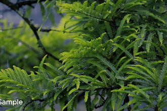 make rain and thunder, relaxing, meditation videos, etc
