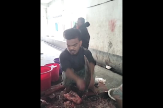 give you viral fish cutting videos content