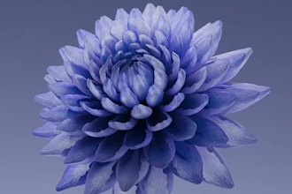 create 3d flower animation,3d flower design,3d plant animation,flower animation