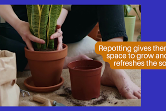 write plant gardening blog posts, indoor houseplants, and lawn care articles