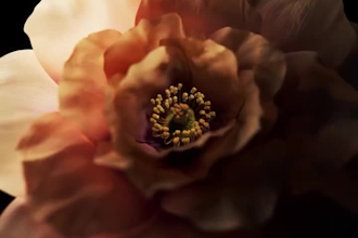create 3d flower animation, cgi flower design, 3d plant animation, 3d fashion