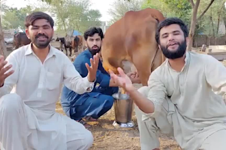 do african happy birthday video or happy birthday video