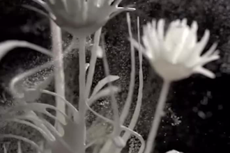 create lifelike 3d flower model, 3d plant render, cgi flower animation