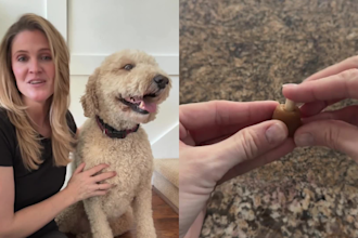 create ugc dog content for tiktok or video ads for social media