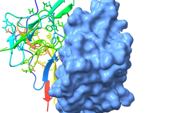 assist you in peptides and protein protein docking