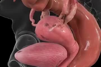 create 3d medical animation 3d dentist animation 3d animation anatomy