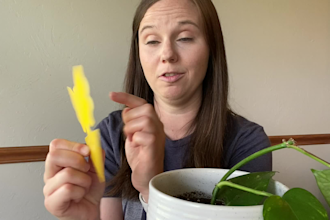 create a shoppable amazon influencer video for your product