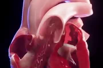 create high end surgical, anatomy and  3d medical animation