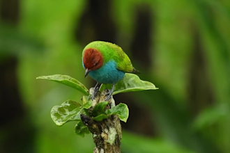 create meditation and relaxation videos with birds chirping sounds