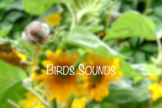 provide high quality nature sounds for meditation, sleep or any commercial use