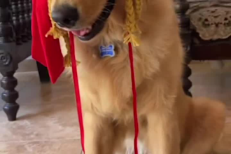 create ugc content with my dog