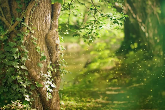 create a captivating book trailer