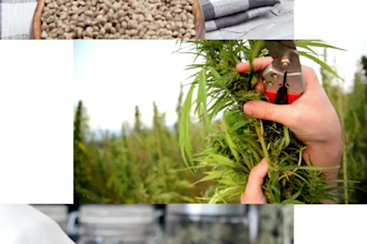 design a marketing flyer or brochure for your cannabis or cbd brand