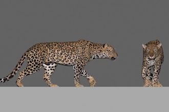 create realistic 3d animal model 3d creatures 3d animal 3d animation in blender