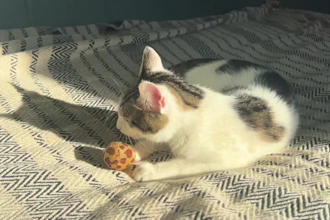 take videos and photos with my cat and your product