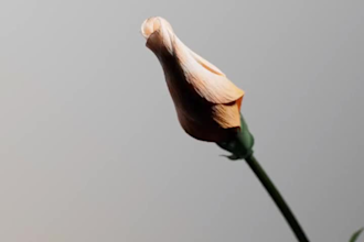 3d flower animation flower animation flower model plant model 3d plant animation